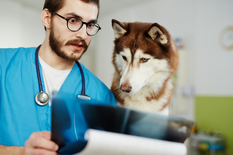 Suporte ao Cliente na Telerradiologia Veterinária: A Excelência da Laudosvet